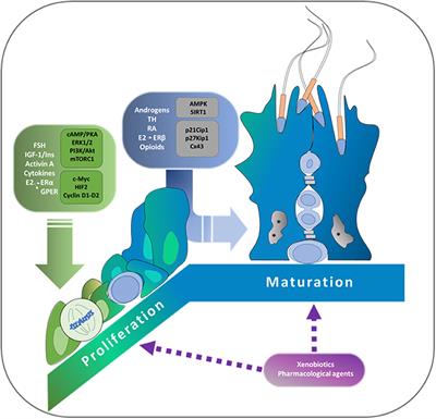 Molecular Mechanisms and Signaling Pathways Involved in Sertoli Cell Proliferation